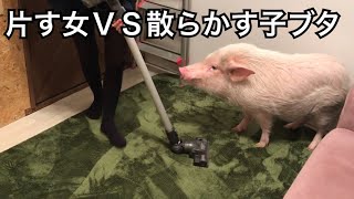 【ミニブタ】片す女ＶＳ散らかす子ブタ Mini Pig