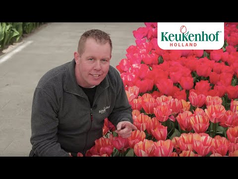 Gardener Michael takes you to the Willem-Alexander Pavilion – Keukenhof virtually open