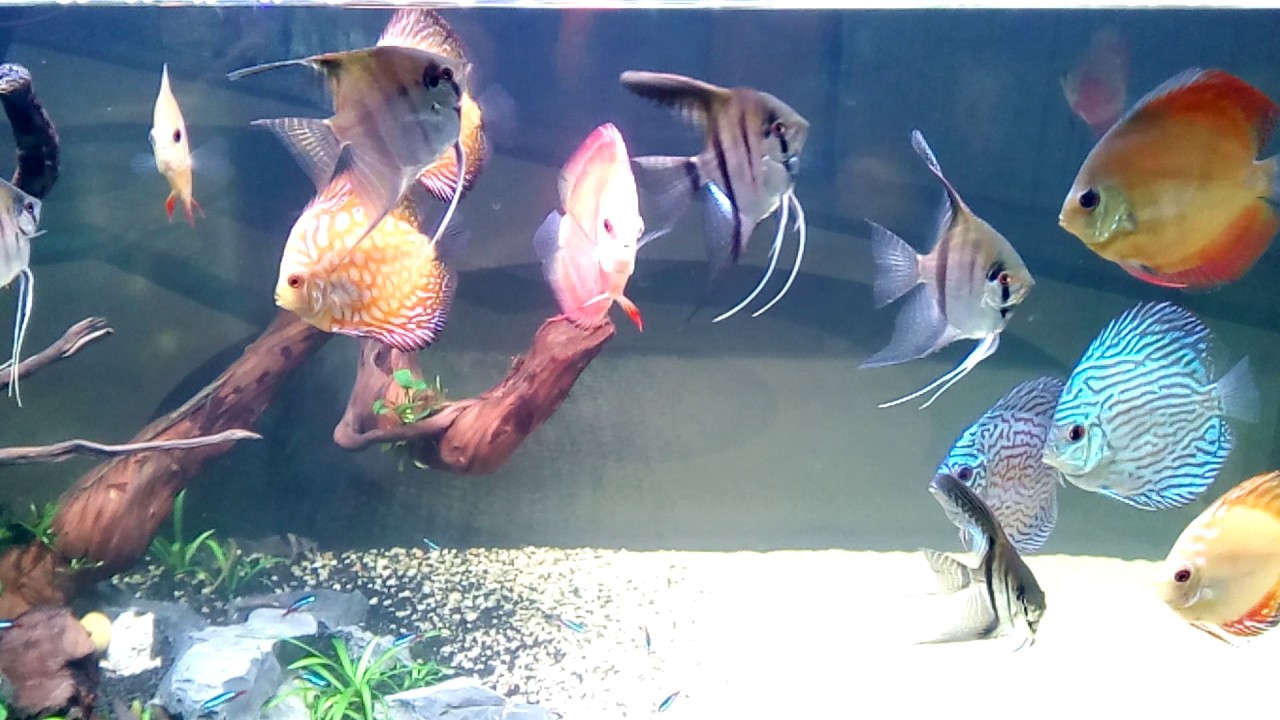 Discus Youtube Discus - YouTube