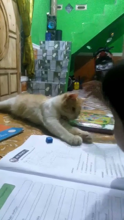 si manis lg gangguin adek lagi belajar