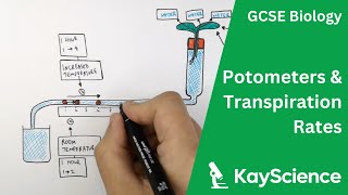 How To Use a Potometer - Biology GCSE | kayscience.com