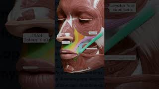 Celebrity Oral group of facial muscles (part 1) Net Worth