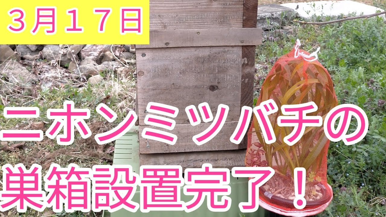 ニホンミツバチの巣箱をキンリョウヘンと一緒に設置しました。 - YouTube
