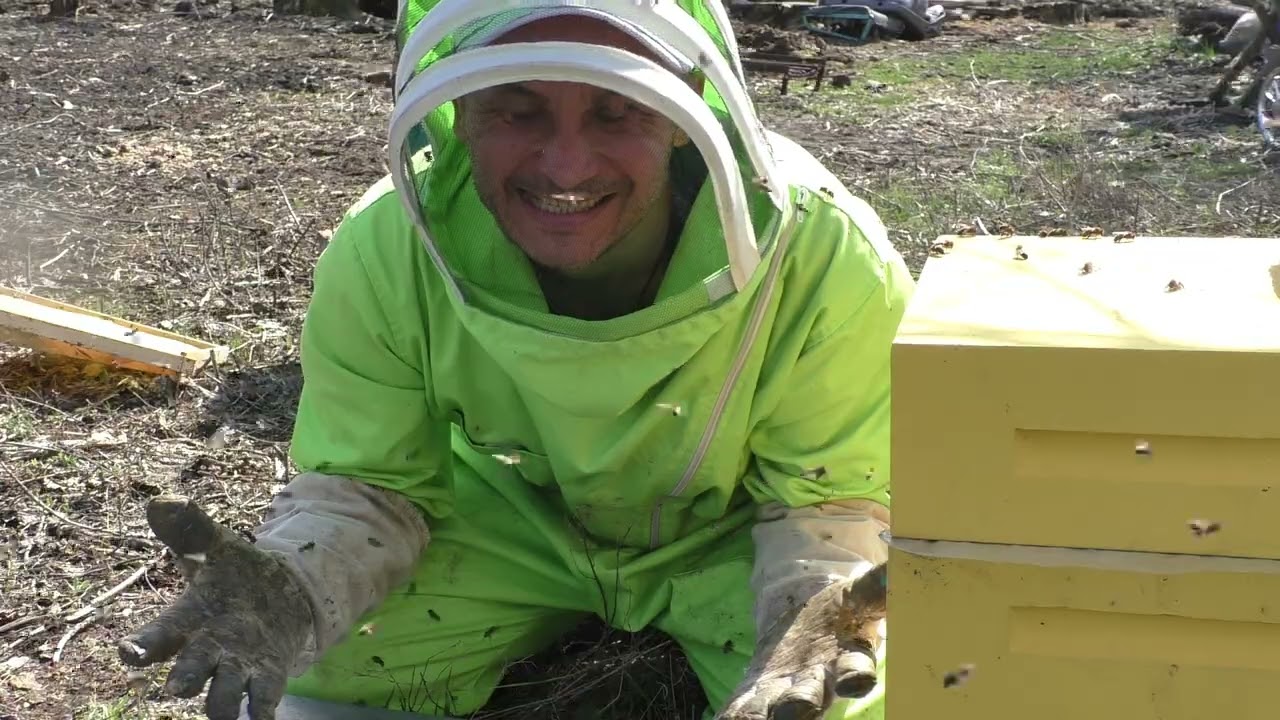 Злые пчелы!! Как с ними работать?