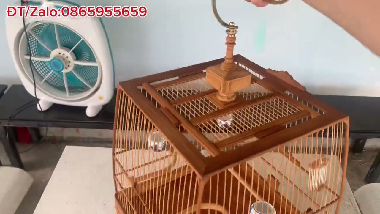 Mẫu lồng chào mào, thi đấu, giá rẻ, đi theo xu hướng.