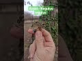 Aușel - Regulus regulus - Goldcrest #birdsofmoldova  #migratorybirds #wildlife