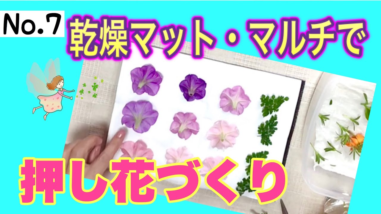 押し花 乾燥マット マルチで押し花づくり Youtube