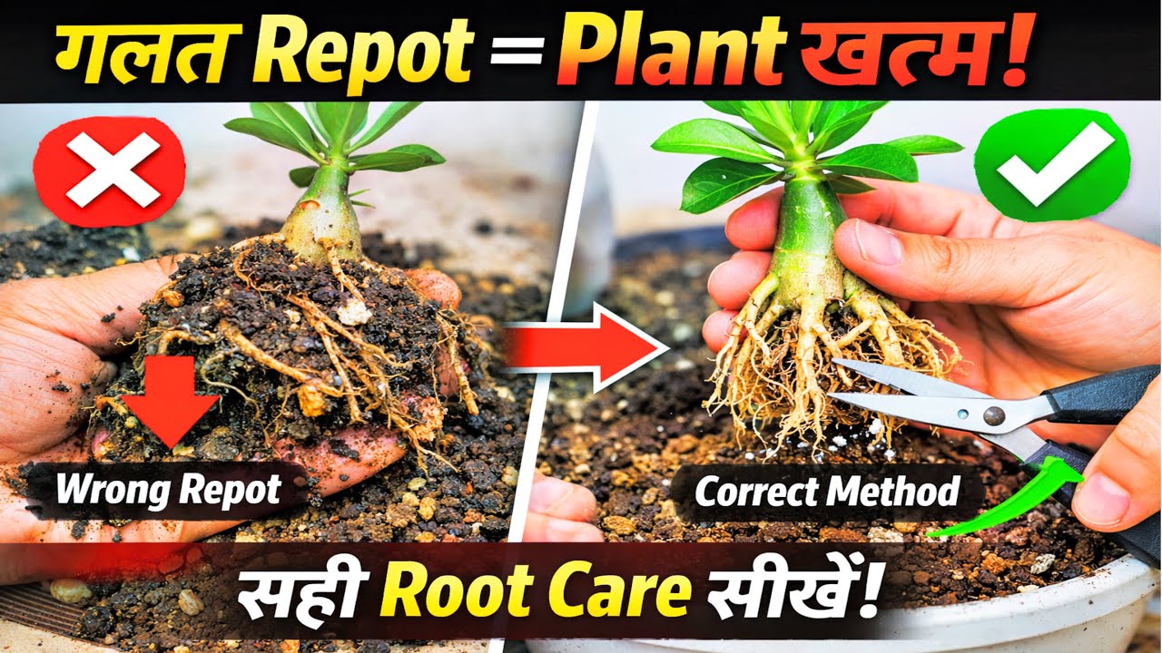 ग़लत Repotting से Adenium मर जाता है! सही तरीका देखें Root Care Tutorial