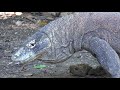 Doku Die Komodowarane von Indonesien 4K UHD