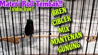 Konin Gacor Isian Bren Ciblek Mix Mantenan Gunung Asli Suara Konin Isian Cocok Buat Mastera