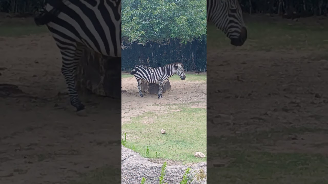 Zebra Stripes: Nature's Perfect Camouflage Explained!.