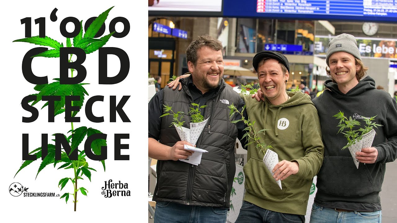 11‘000 Hanfstecklinge zum Welthanftag