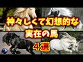 【ゆっくり解説】神々しくも幻想的な、実在する馬 4選【ウマ娘】