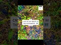 NATURE MEME 🗺️ • #mothernature #naturenews #naturephotos #memesvideo #memes #ispy #groot #games #i9