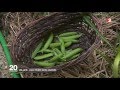 Reportage sur le jardin au jt de france 2 du 24 09 2016