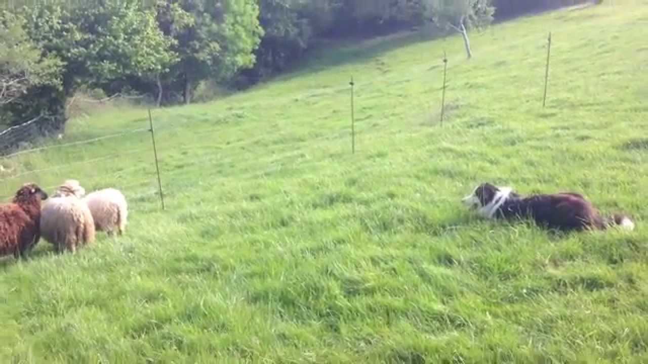 (Brian Border Collie) Un día en San Martín de Grazanes, Cangas de Onís.