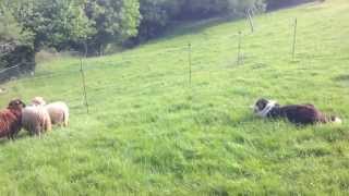 (Brian Border Collie) Un día en San Martín de Grazanes, Cangas de Onís.