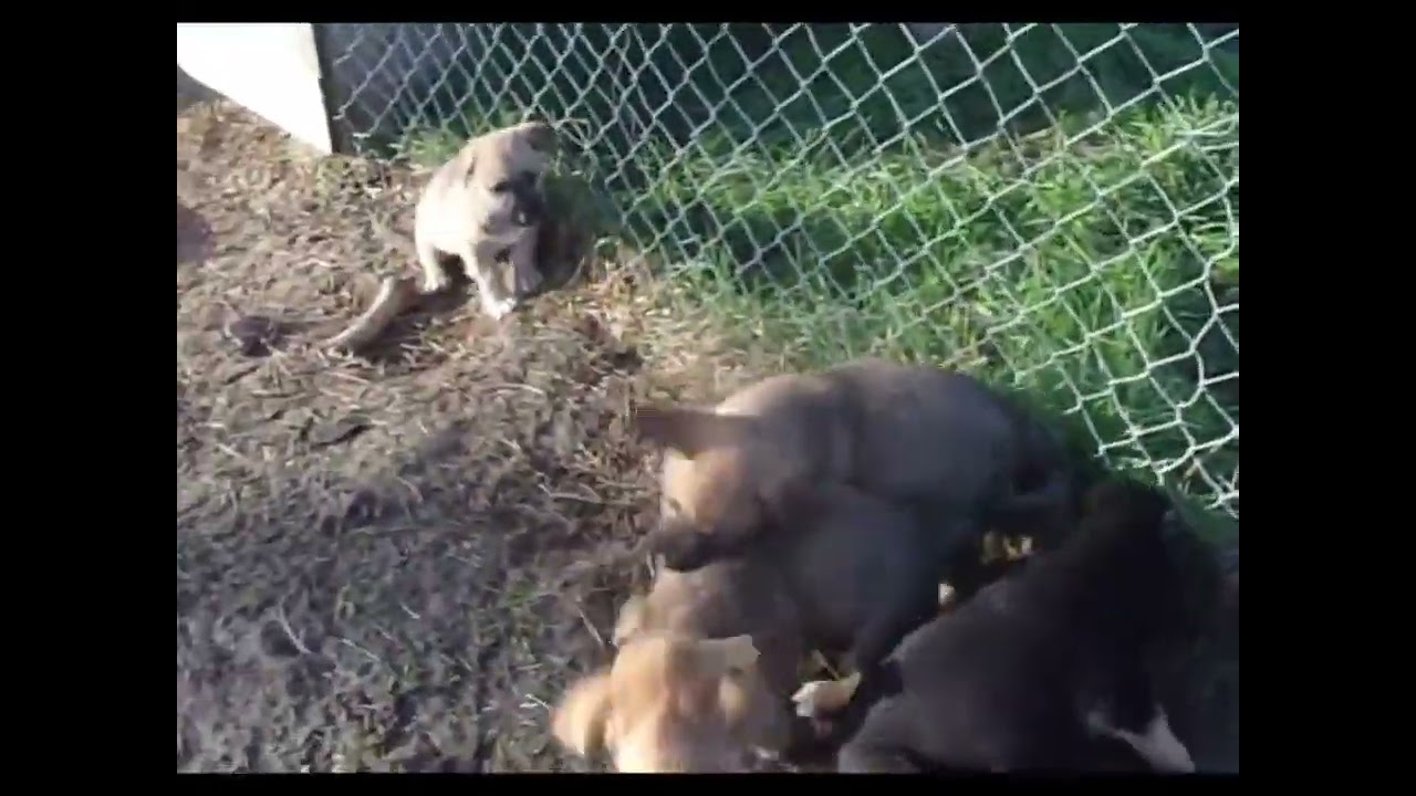 SAMIRA (geb. September 2025) 