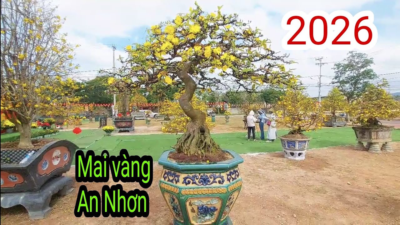 Triển lãm Mai vàng An Nhơn 2026 (Tập2)