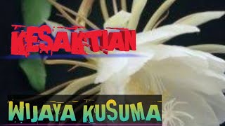 kesaktian bunga wijaya kusuma yang belum di ketahui PARK 1.