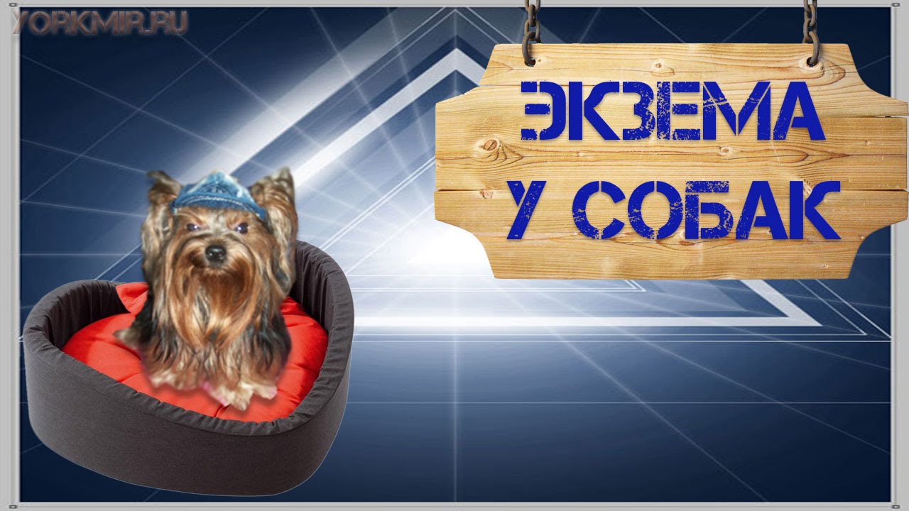 Экзема у собак | Мокнущая и сухая экзема | Лечение.