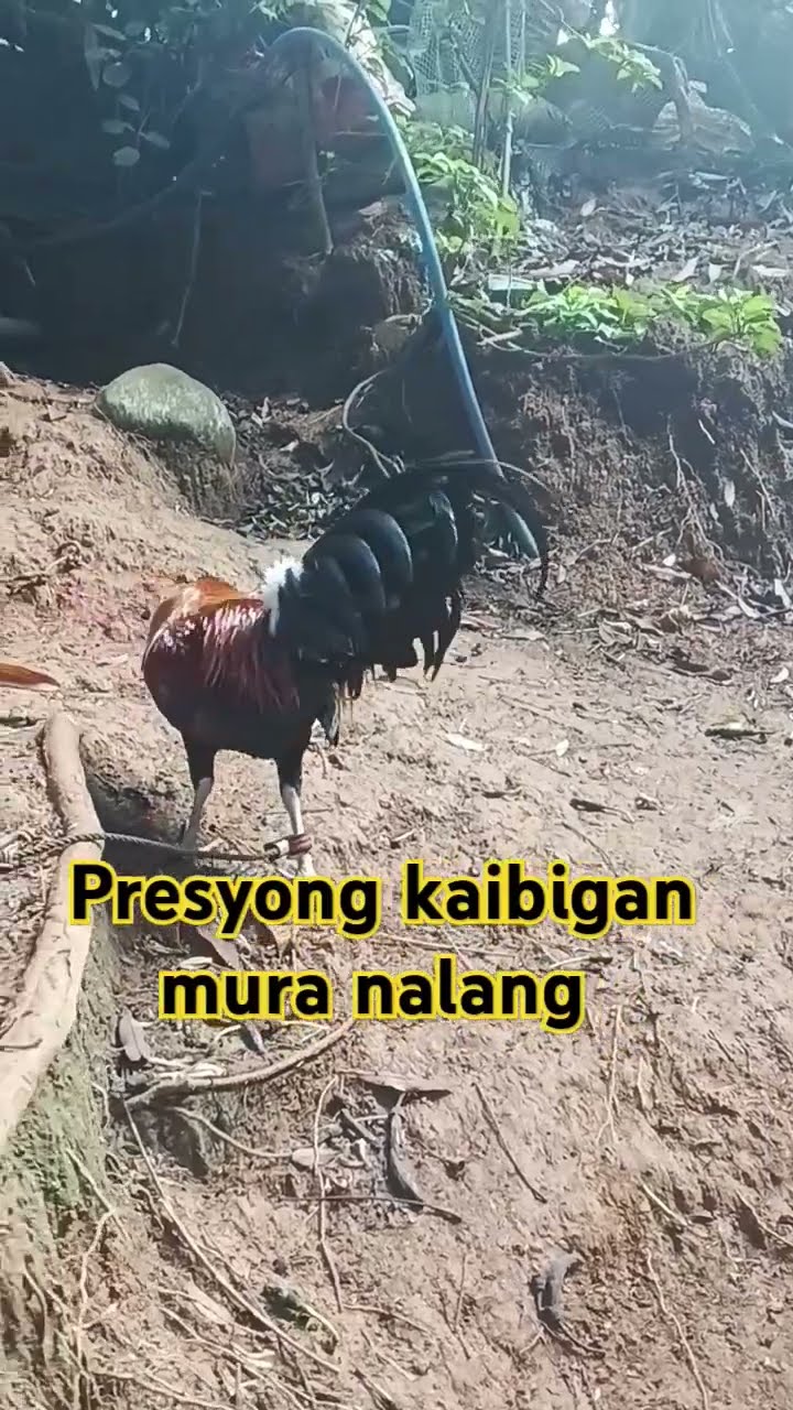 #chicken #life #green  #love #nature