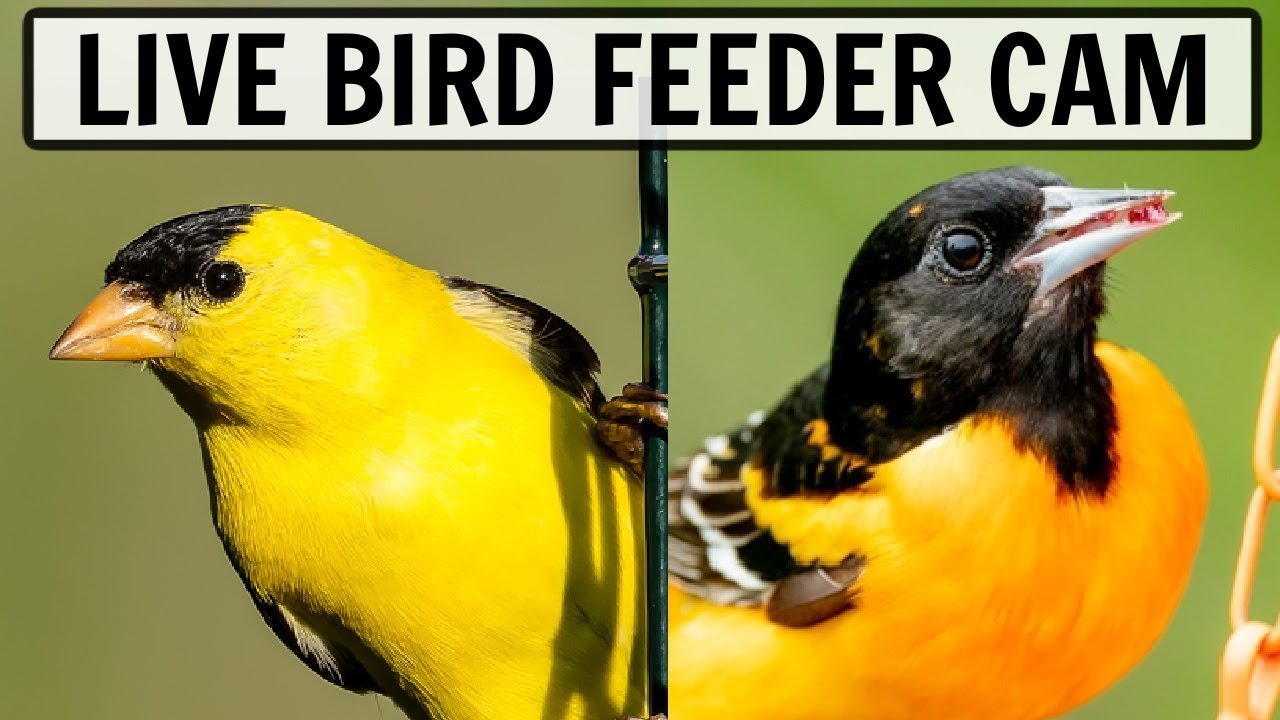⁣LIVE [4K] Backyard Bird Feeder Camera! (OHIO)