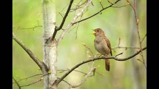 The Magic singing of the Nightingale calms the nervous system.