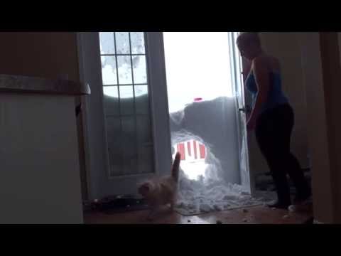 My cat jump  through the snowbank