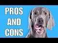 Weimaraner Pros And Cons | The Good AND The Bad!! の動画、YouTube動画。