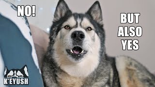 My Husky Copies ENGLISH WORDS And Other Dogs! thumbnail