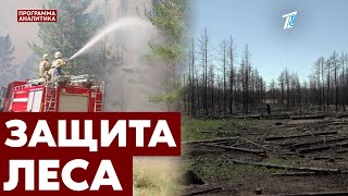 Леса «Семей орманы» через год после пожара