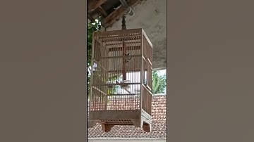 Masteran burung rambatan doraemon gacor