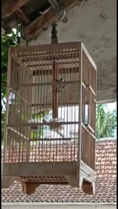 Masteran burung rambatan doraemon gacor