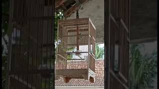 Download Lagu Masteran burung rambatan doraemon gacor MP3