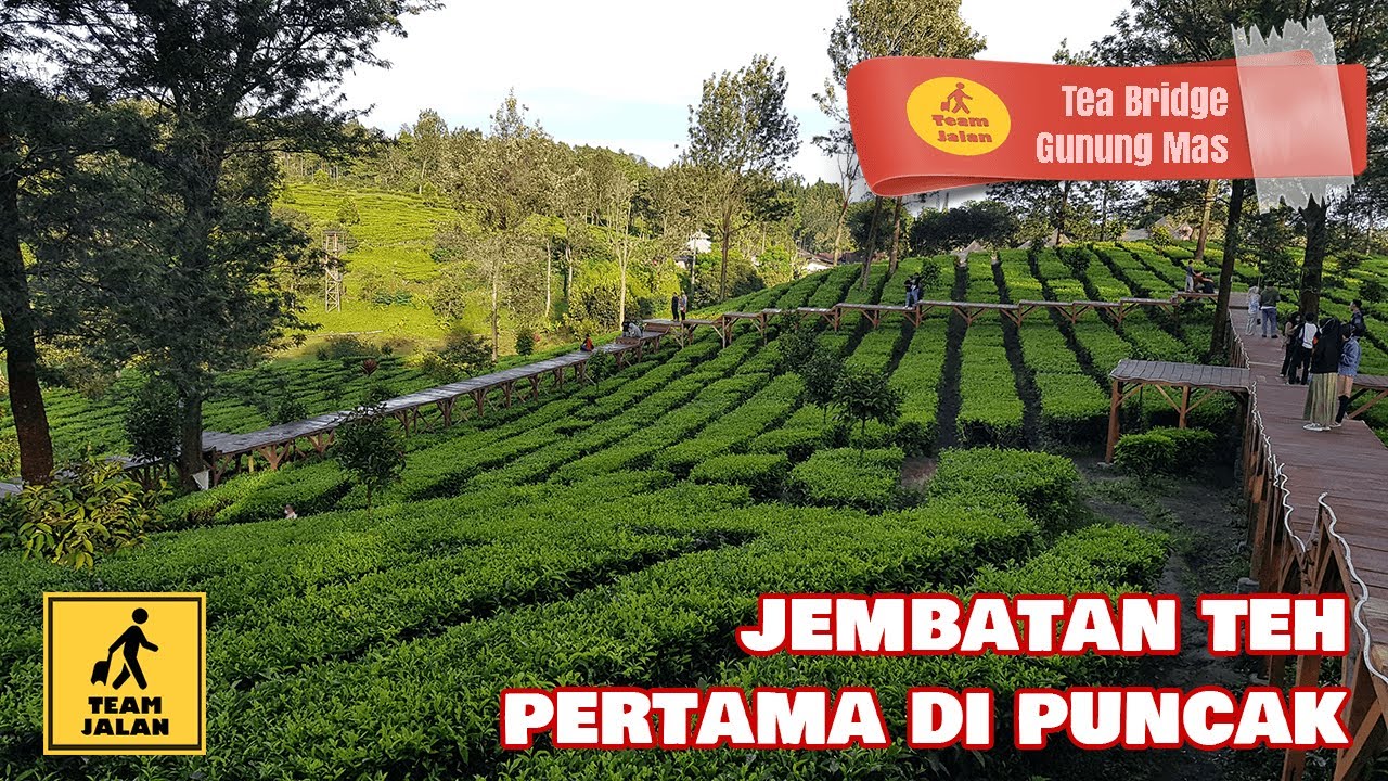 Tea Bridge Tea Bridge Kebun Teh Gunung Mas Puncak - YouTube