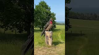 Can You Fly Like A Swallow?