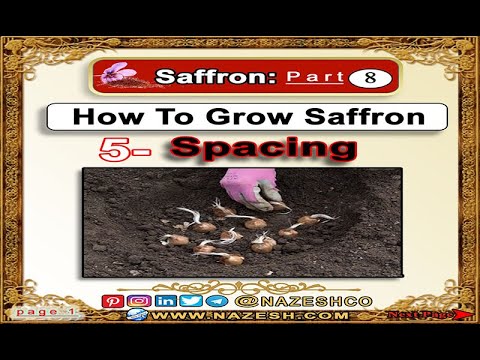 Saffron (Crocus sativus)