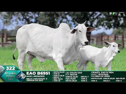 LOTE 322