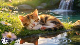 Soft Piano Music for Cats 🐱 Extra Long Relaxation Sounds to Calm, Reduce Stress & Help Cats Sleep screenshot 4