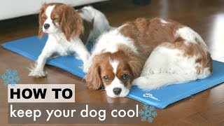 How To: Keep Your Dog Cool in the Summer | Tips for Dogs | Herky the Cavalier Puppy Milton