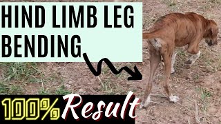 Hind Limb LEG Lameness in dogs    Ramawat Dog care