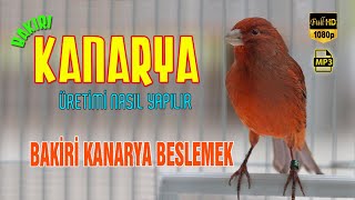 BAKİRİ KANARYA ÜRETİMİ NASIL YAPILIR / KANARYA BESLEMEK ☼ KANARYA ÖTÜŞÜ