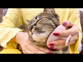 キジトラ猫を新しいブラシでマッサージしてみたらご機嫌になりました。笑【4K猫動画】