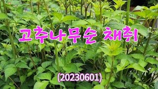 #고추나무순 채취(20230601) 지역명... #철동잎
