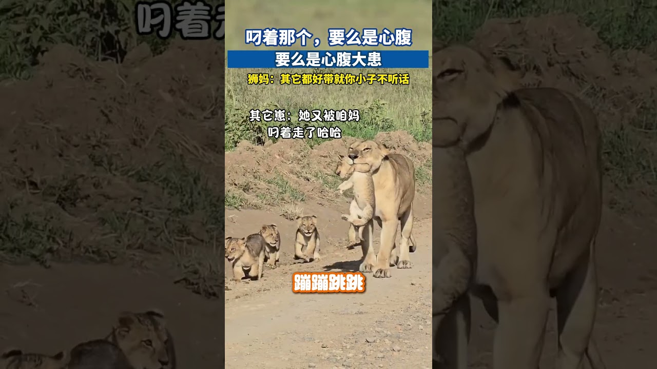 叼着那个，要么是心腹，要么是心腹大患#狮子 #非洲野兽 #野生动物保护 #寵物友善日常