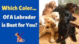Which Color of Labrador Retriever is Best for You? Which one should you get?