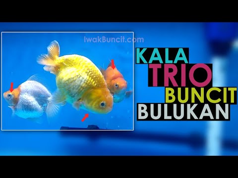 Yang Ditunggu-Tunggu: Review Koleksi Ikan Mas Koki Iwak Buncit (Harga + Tempat Beli)