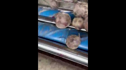 Evolution Separator working to remove soil and debris from beetroot🙌🌱