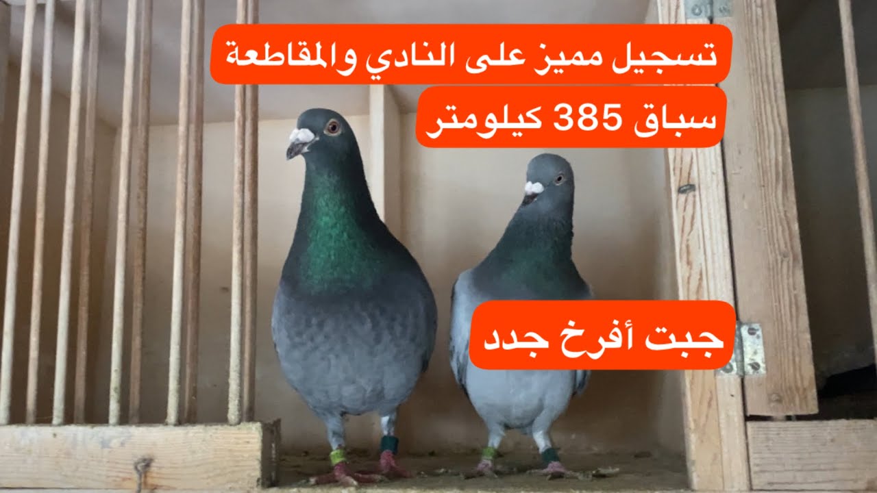 جبت افراخ جدد وتسجيل مميز على النادي والمقاطعة. لوفت النخبة ✌️